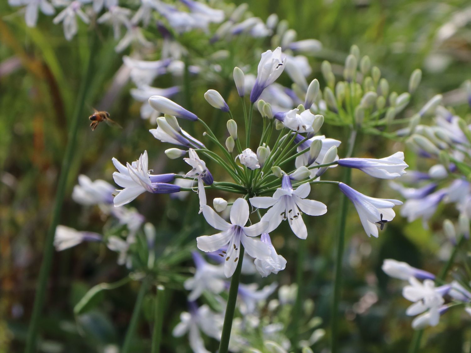 Afrika-Schmucklilie 'Twister' - Agapanthus africanus 'Twister'