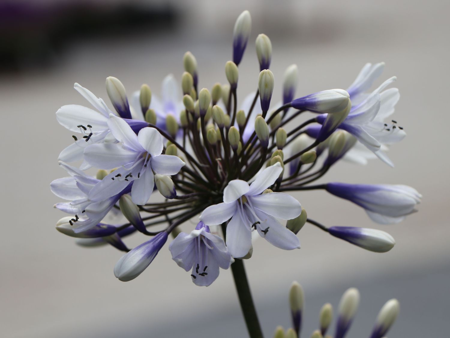 Afrika-Schmucklilie 'Twister' - Agapanthus africanus 'Twister'