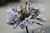 Afrika-Schmucklilie 'Twister' - Agapanthus africanus 'Twister'