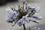 Afrika-Schmucklilie 'Twister' - Agapanthus africanus 'Twister'