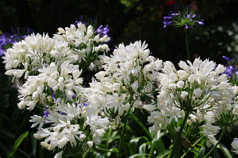 Afrika-Schmucklilie 'White Heaven' - Agapanthus africanus 'White Heaven'