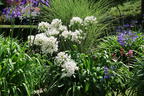 Afrika-Schmucklilie 'White Heaven' - Agapanthus africanus 'White Heaven'