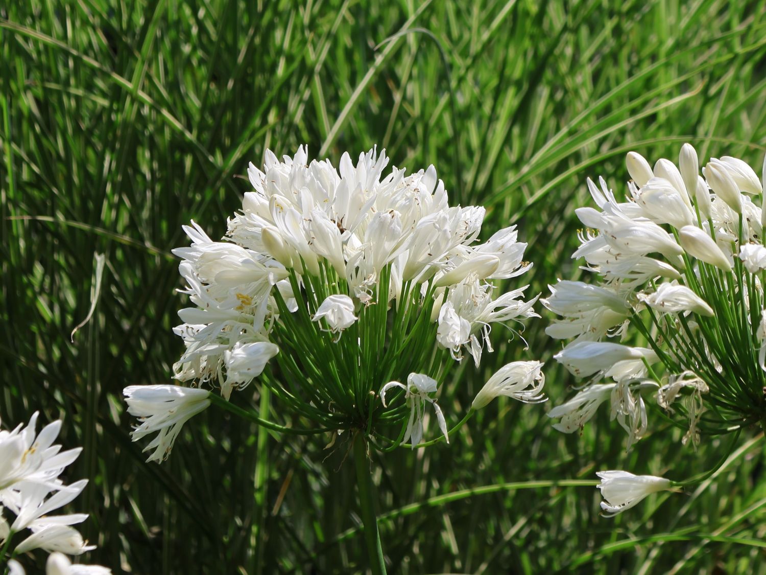 Afrika-Schmucklilie 'White Heaven' - Agapanthus africanus 'White Heaven'