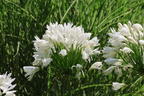 Afrika-Schmucklilie 'White Heaven' - Agapanthus africanus 'White Heaven'