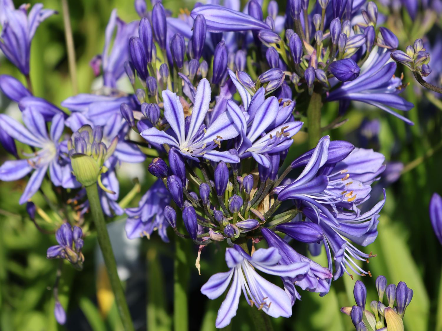 Afrikanische Schmucklilie 'Charlotte' - Agapanthus africanus 'Charlotte'