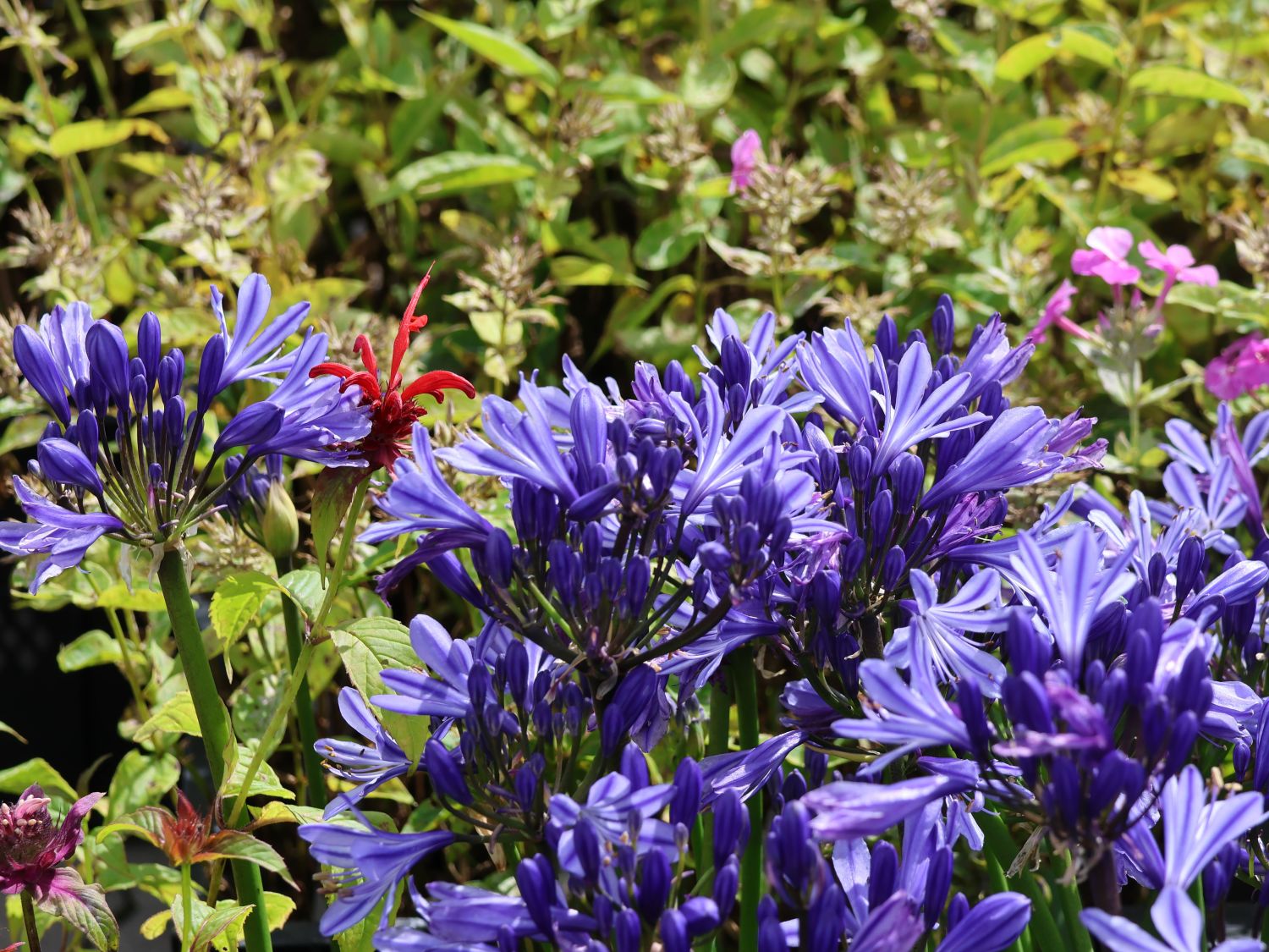 Afrikanische Schmucklilie 'Charlotte' - Agapanthus africanus 'Charlotte'