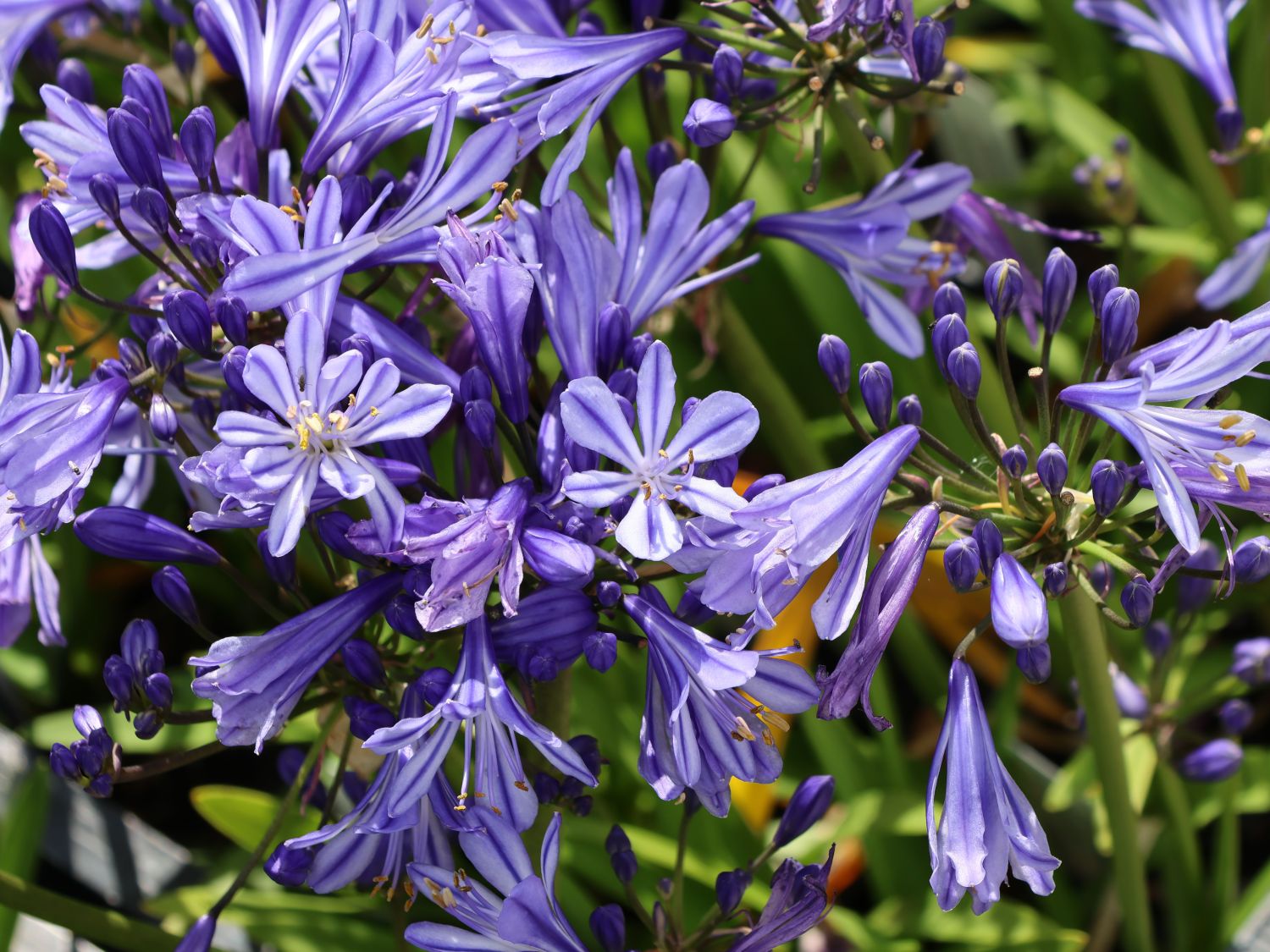 Afrikanische Schmucklilie 'Charlotte' - Agapanthus africanus 'Charlotte'