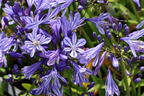 Afrikanische Schmucklilie 'Charlotte' - Agapanthus africanus 'Charlotte'