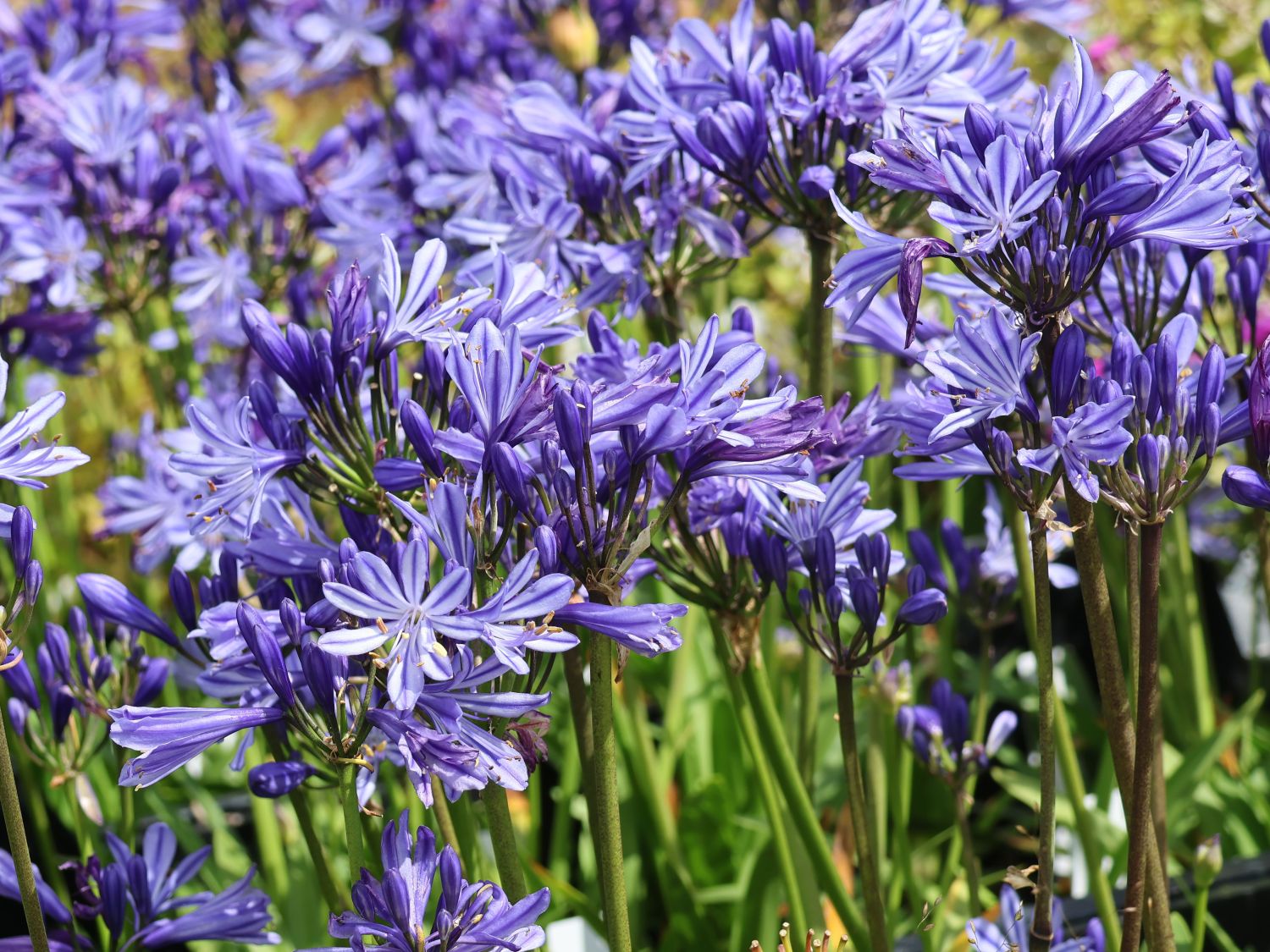 Afrikanische Schmucklilie 'Charlotte' - Agapanthus africanus 'Charlotte'