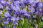 Afrikanische Schmucklilie 'Charlotte' - Agapanthus africanus 'Charlotte'