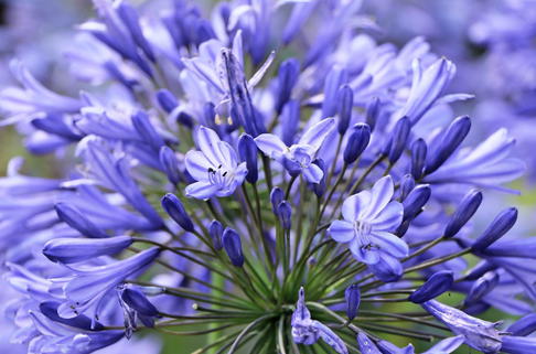 Afrikanische Schmucklilie 'Peter Pan' - Agapanthus africanus 'Peter Pan'