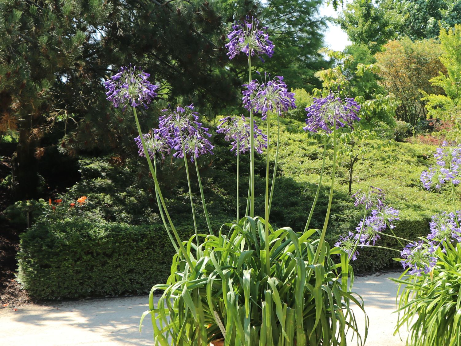 Afrikanische Schmucklilie 'Purple Cloud'