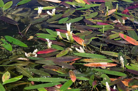 Afrikanische Wasserähre - Aponogeton distachyos