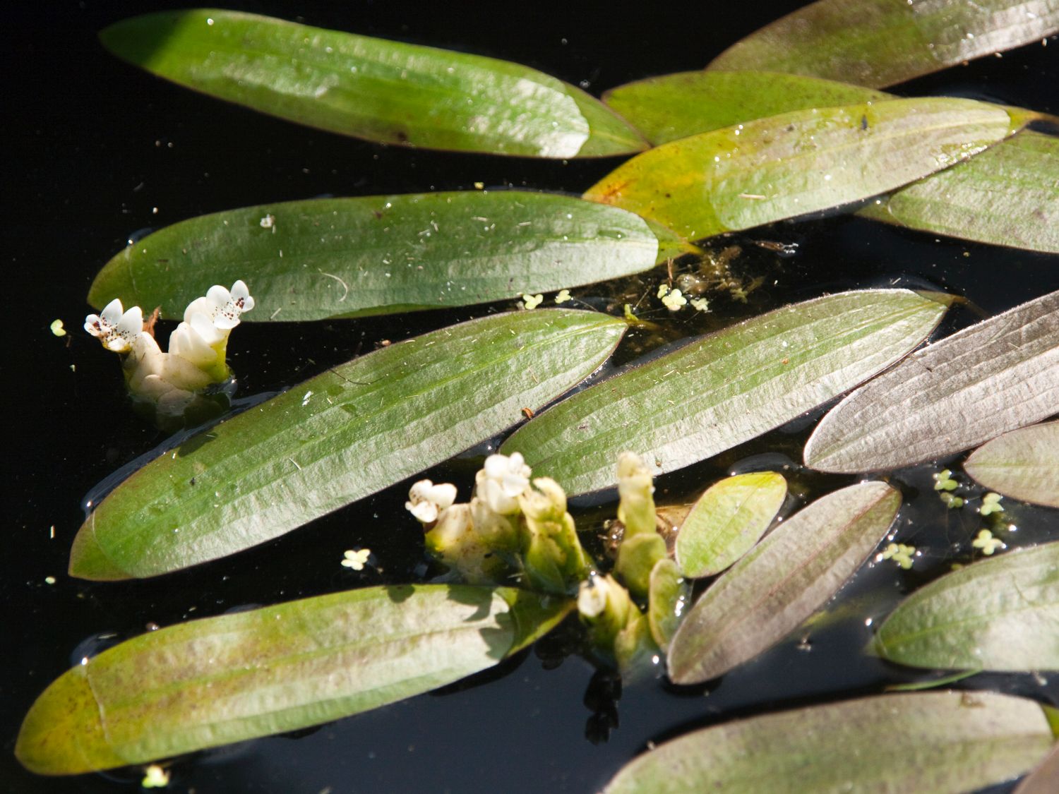 Wasserährengewächse (Aponogetonaceae)