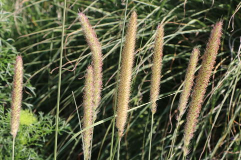 Afrikanisches Lampenputzergras - Pennisetum macrourum