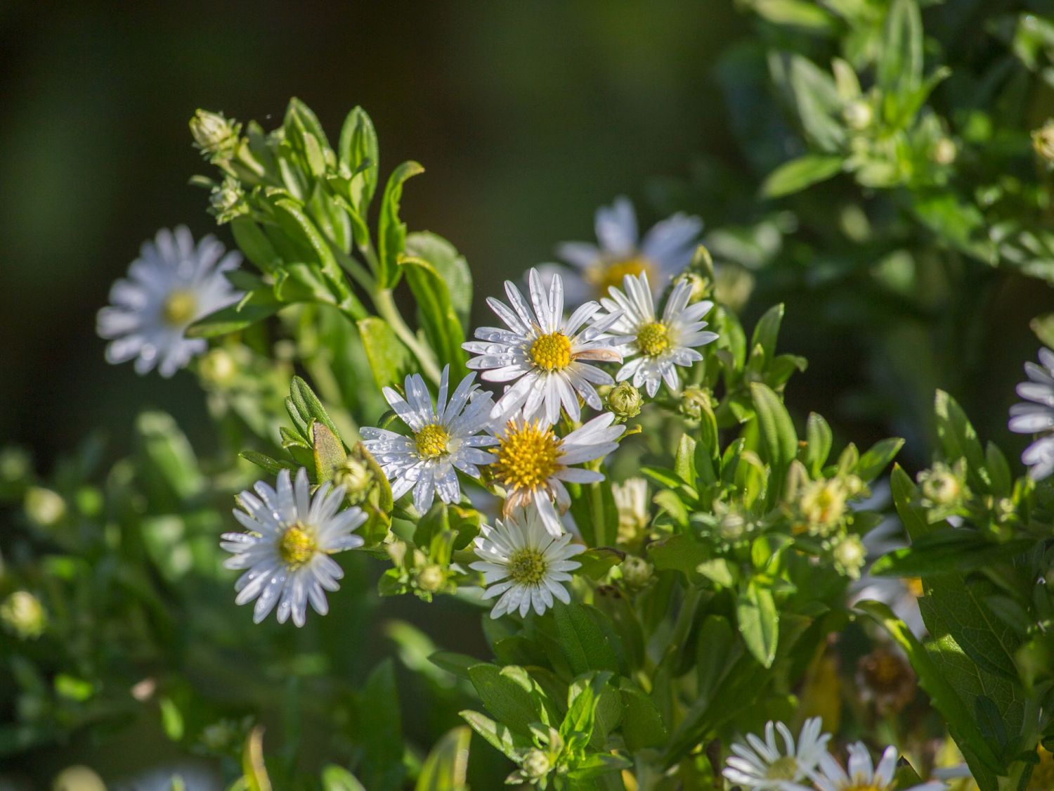 Ageratum-ähnliche Aster 'Ashvi'