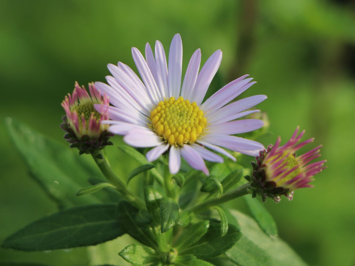 Ageratum ähnliche Aster 'Asmoe'