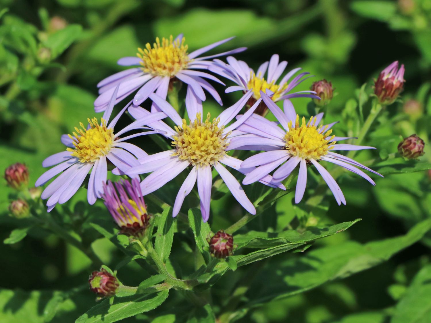 Ageratum ähnliche Aster 'Asmoe' - Aster ageratoides 'Asmoe'