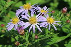 Ageratum ähnliche Aster 'Asmoe' - Aster ageratoides 'Asmoe'