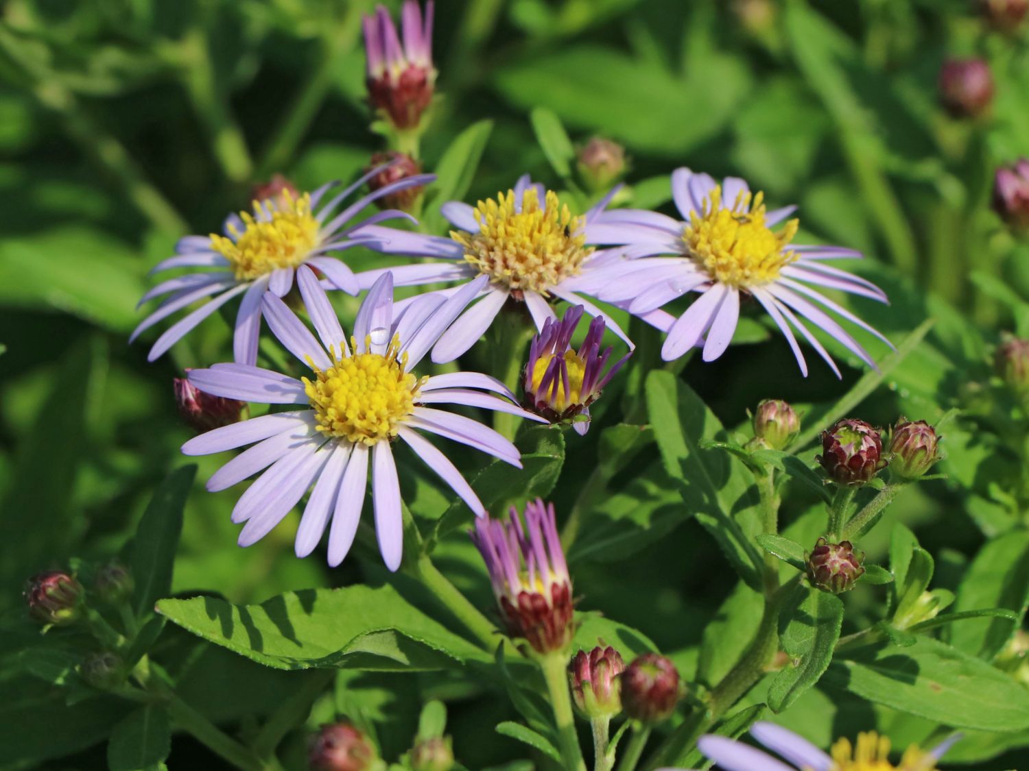 Ageratum ähnliche Aster 'Asmoe' - Aster ageratoides 'Asmoe'