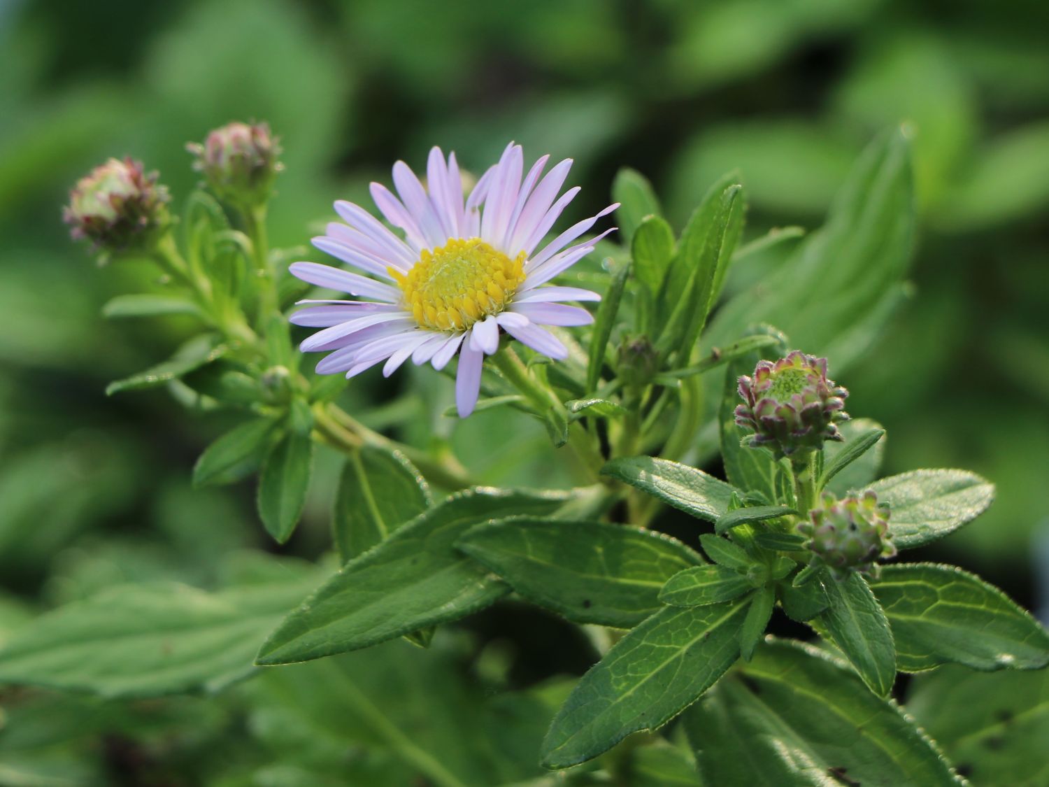 Ageratum ähnliche Aster 'Asmoe' - Aster ageratoides 'Asmoe'