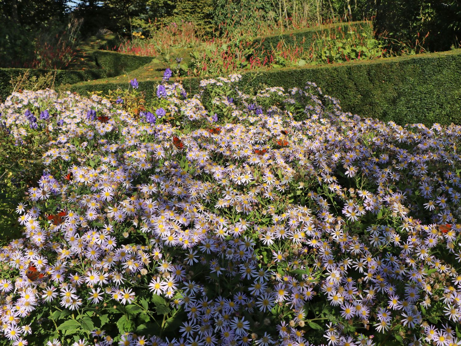Ageratum-ähnliche Aster 'Asran'