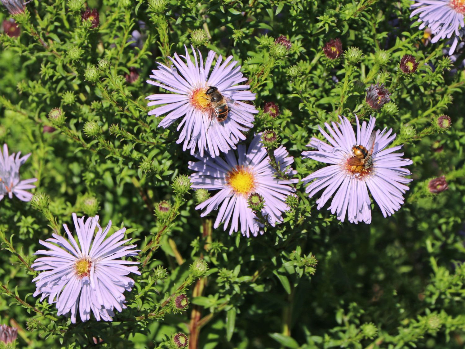 Ageratum ähnliche Aster 'Eleven Purple' ®
