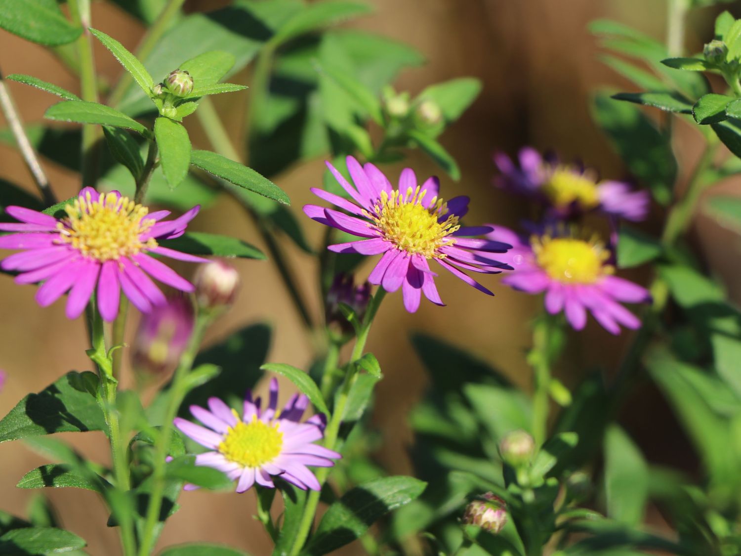 Ageratum ähnliche Aster 'Ezo Murasaki'