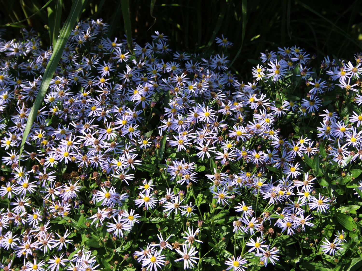 Zwerg-Wild-Aster 'Nanus'