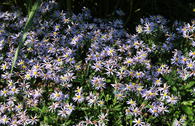 Zwerg-Wild-Aster 'Nanus'