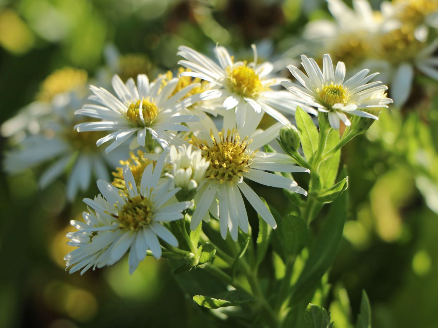 Ageratum ähnliche Aster 'Starshine' ®