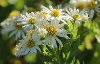Ageratum ähnliche Aster 'Starshine' ®