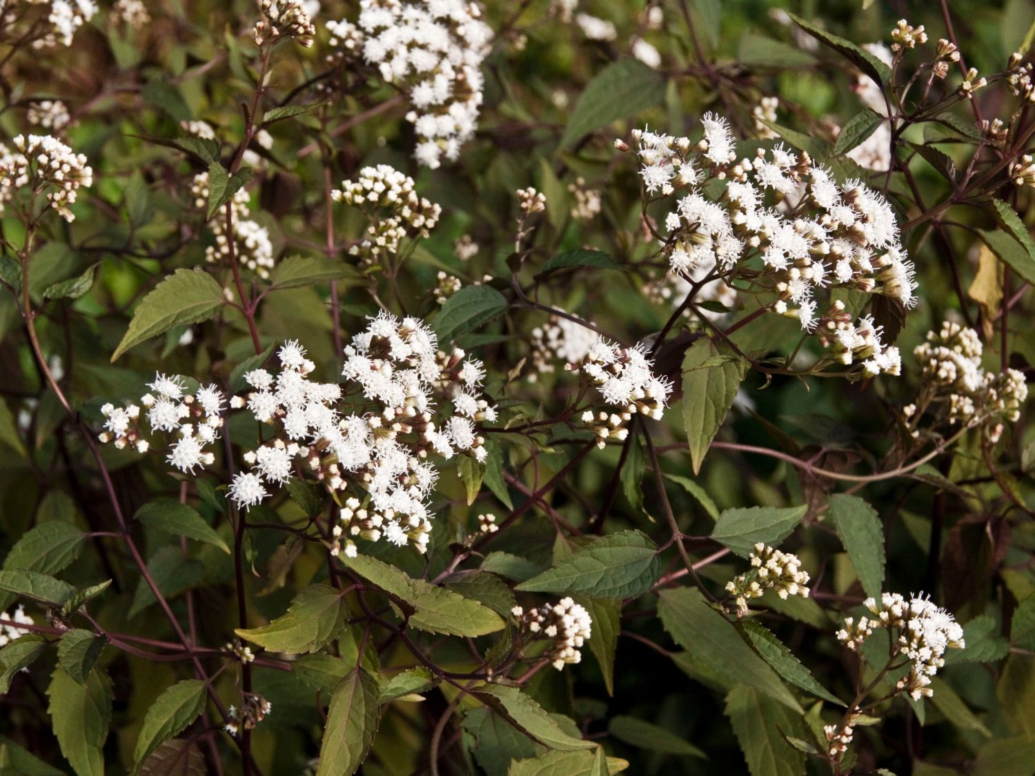Natternwurz (Ageratina)