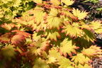 Japanischer Goldahorn 'Aureum' - Acer shirasawanum 'Aureum'