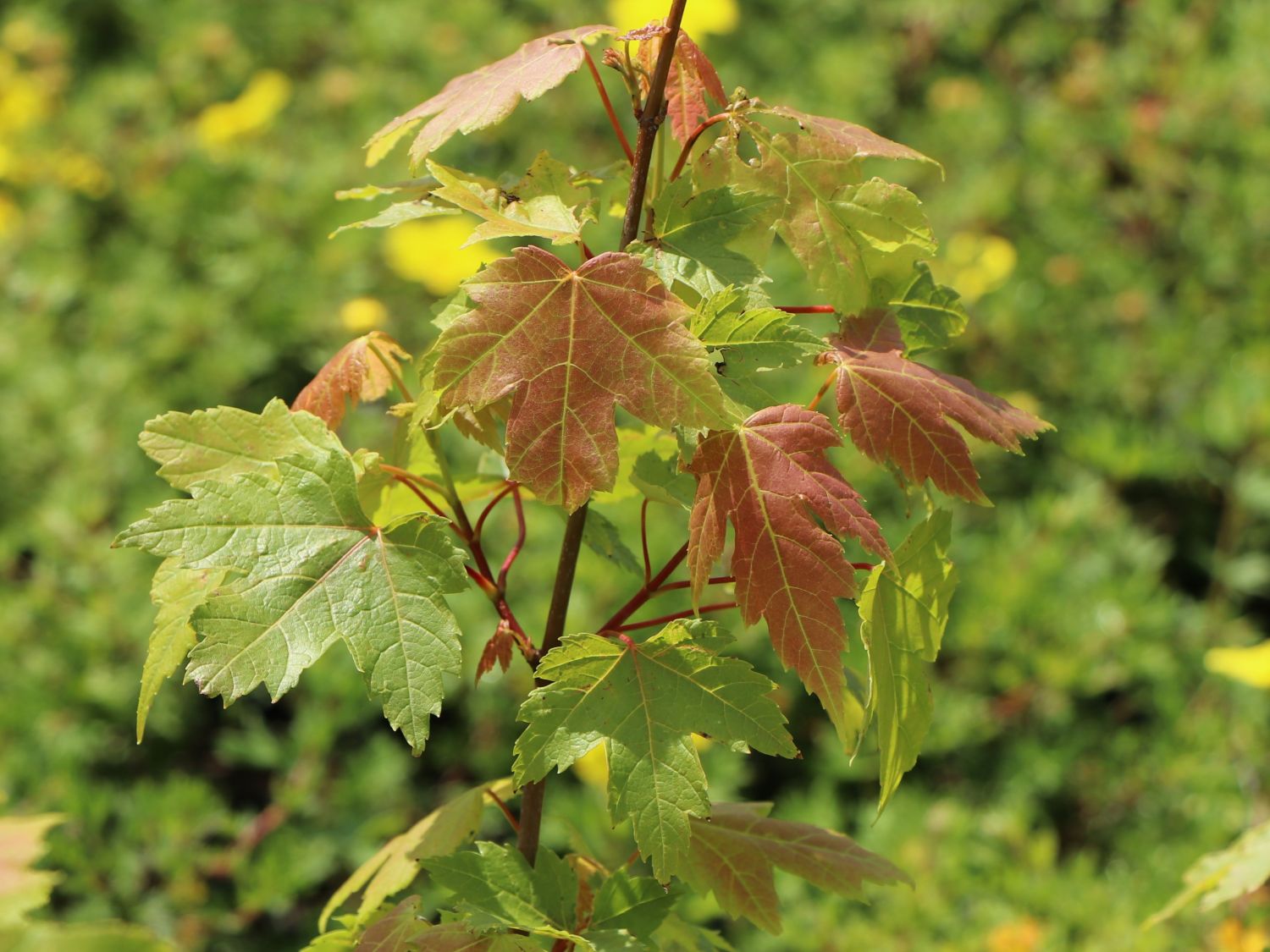 Ahorn 'Jeffersred Autumn Blaze' ®