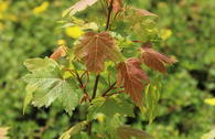 Ahorn 'Jeffersred Autumn Blaze' ®