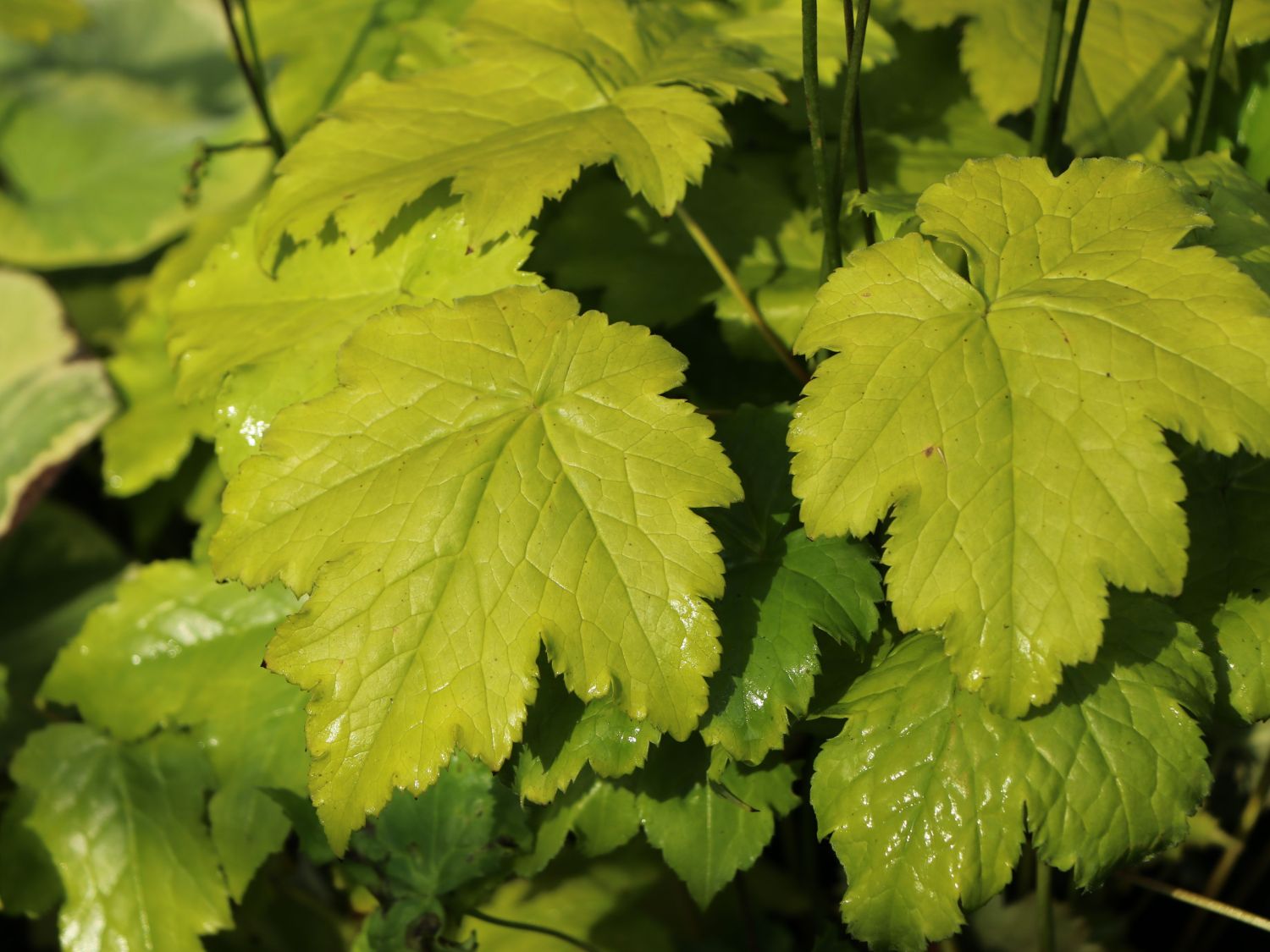 Ahornblättrige Silberkerze 'Cheju-do' - Actaea japonica 'Cheju-do'