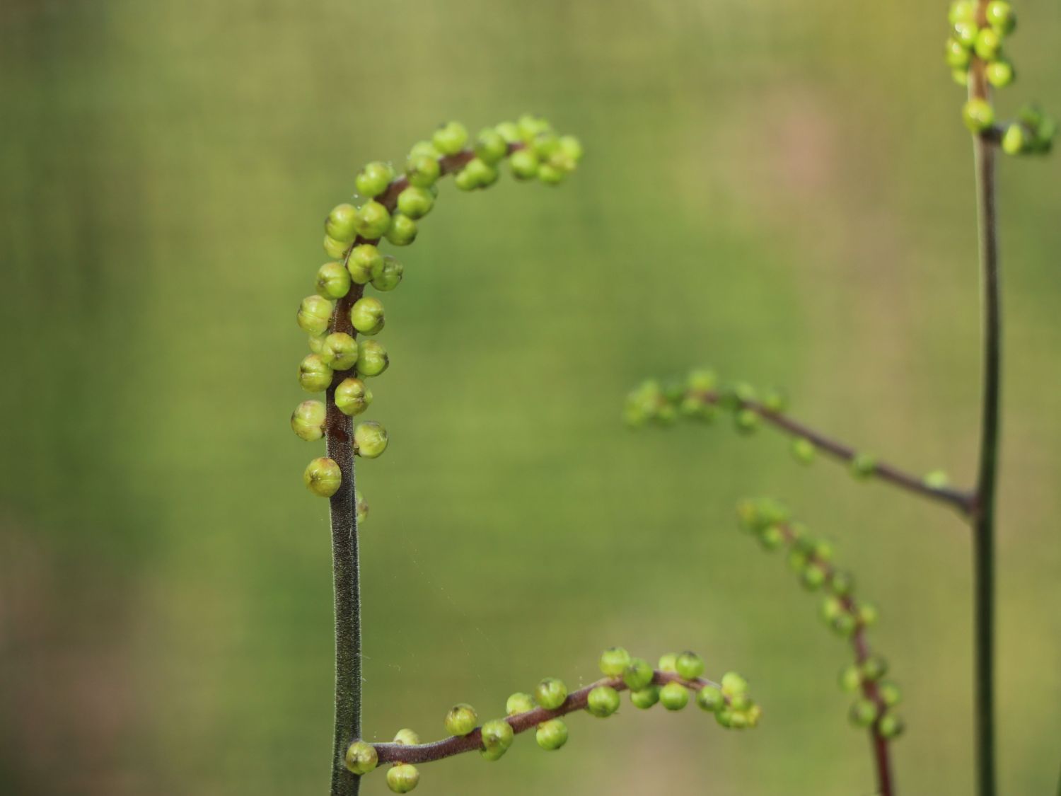 Ahornblättrige Silberkerze 'Cheju-do' - Actaea japonica 'Cheju-do'