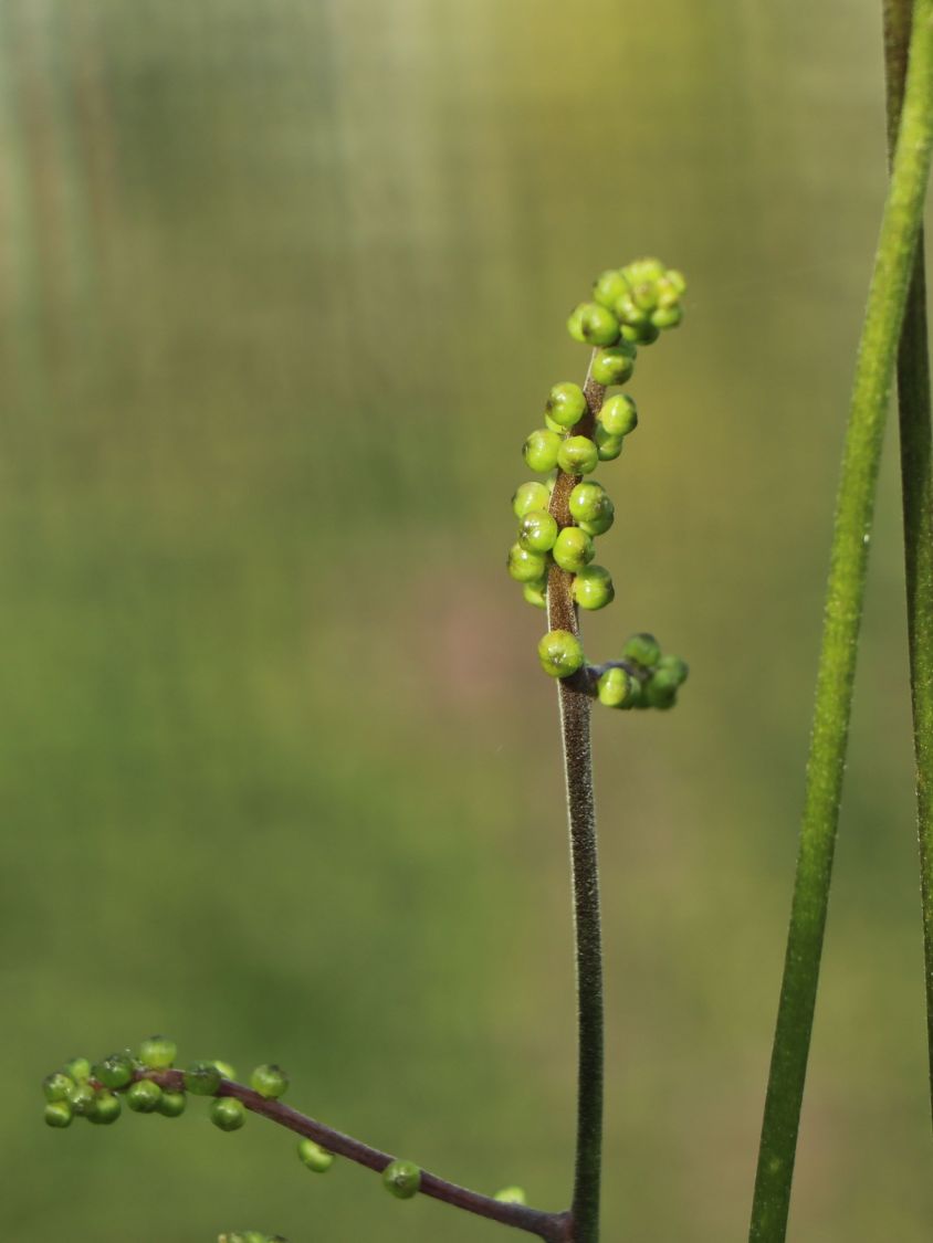 Ahornblättrige Silberkerze 'Cheju-do' - Actaea japonica 'Cheju-do'