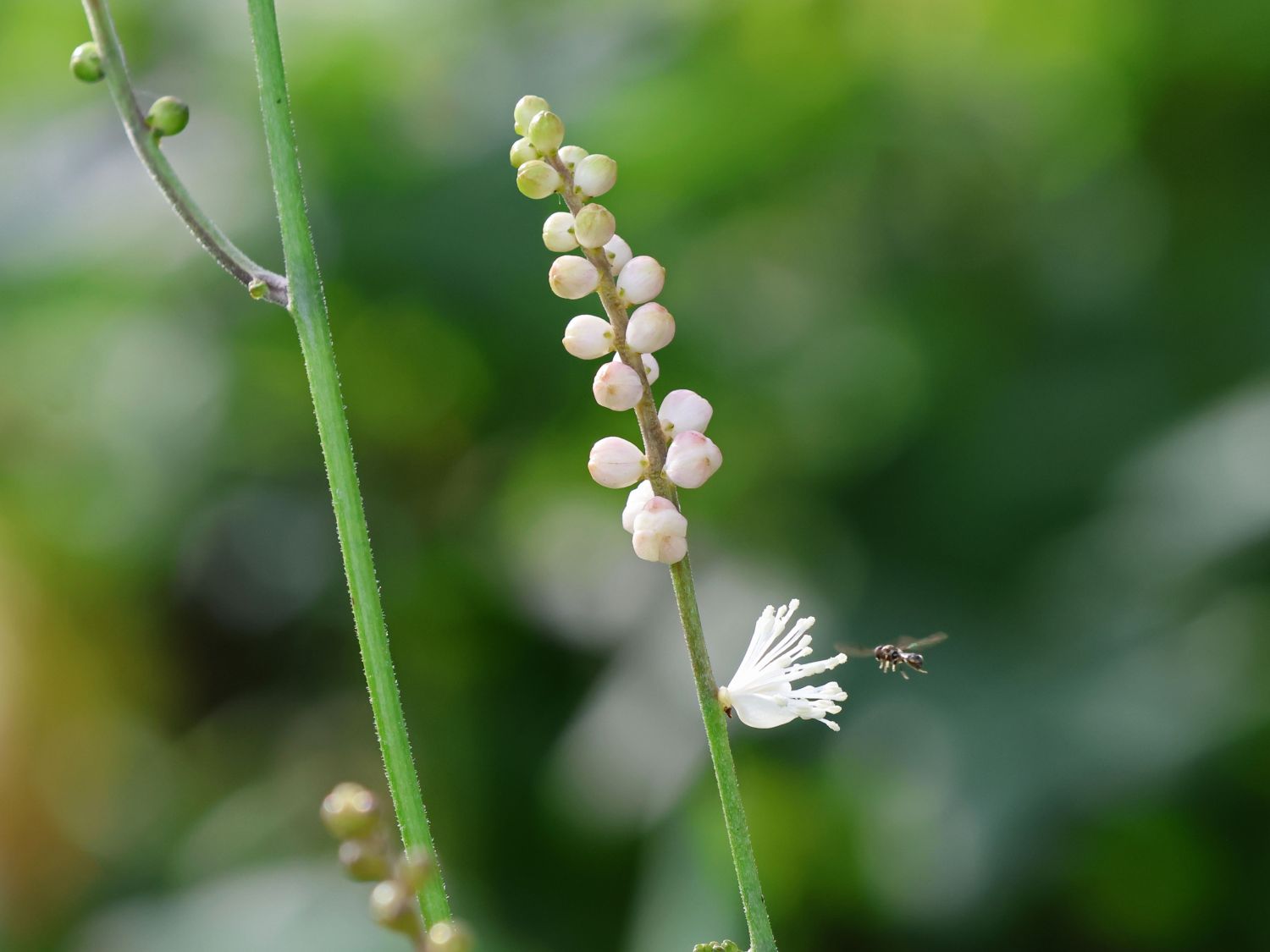 Ahornblättrige Silberkerze 'Cheju-do' - Actaea japonica 'Cheju-do'