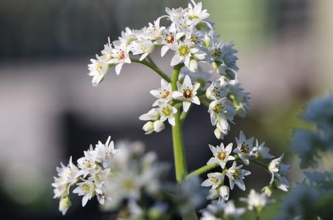 Ahornblatt - Mukdenia rossii