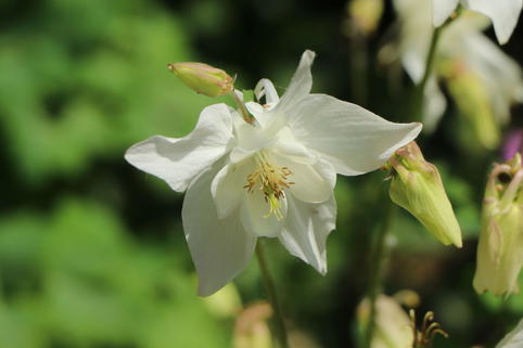 Akelei 'Nivea' - Aquilegia vulgaris 'Nivea'