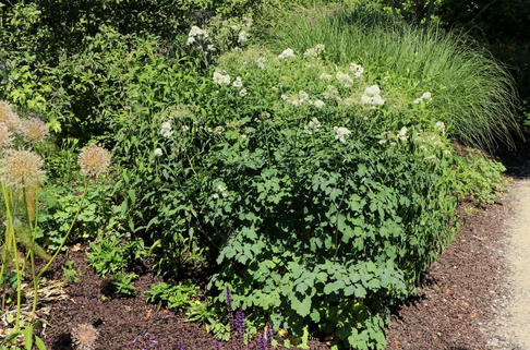 Akeleiblättrige Wiesenraute 'Album' - Thalictrum aquilegifolium 'Album'