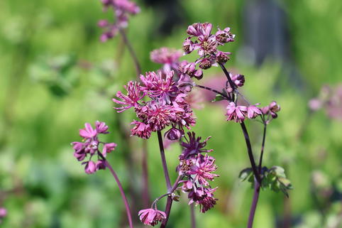 Akeleiblättrige Wiesenraute 'Little Pinkie' - Thalictrum aquilegifolium 'Little Pinkie'