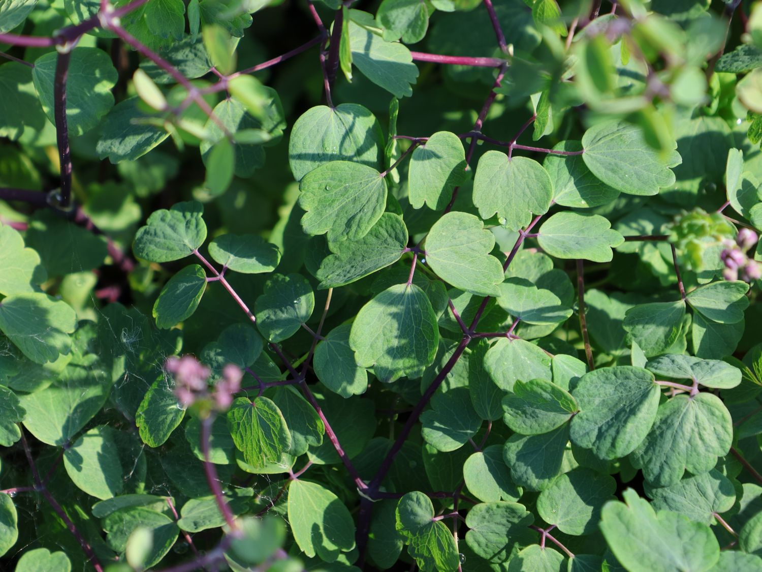 Akeleiblättrige Wiesenraute 'Little Pinkie' - Thalictrum aquilegifolium 'Little Pinkie'