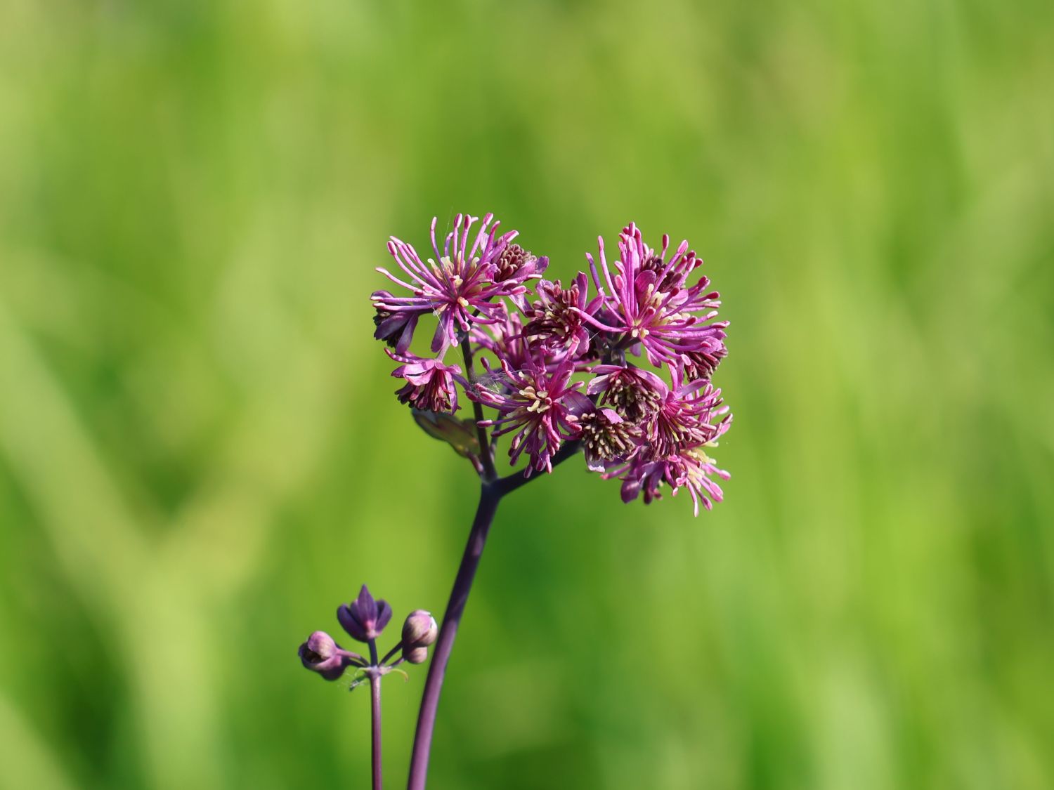 Akeleiblättrige Wiesenraute 'Little Pinkie' - Thalictrum aquilegifolium 'Little Pinkie'