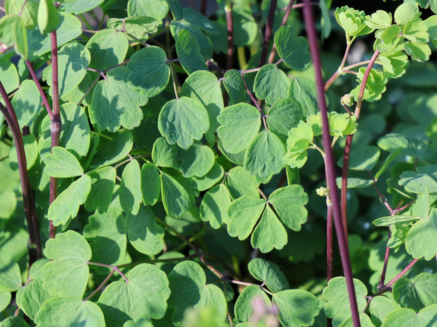 Akeleiblättrige Wiesenraute 'Little Pinkie' - Thalictrum aquilegifolium 'Little Pinkie'