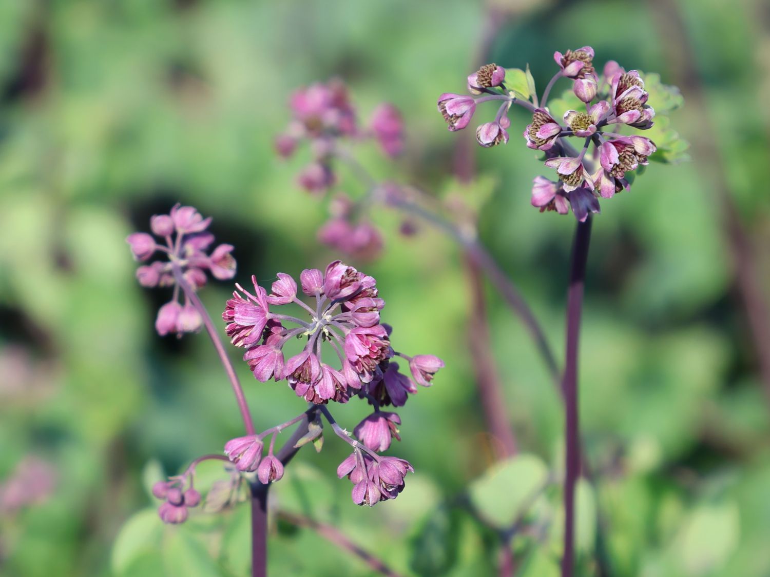 Akeleiblättrige Wiesenraute 'Little Pinkie' - Thalictrum aquilegifolium 'Little Pinkie'