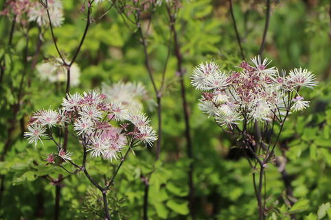 Akeleiblättrige Wiesenraute 'Nimbus White' - Thalictrum aquilegifolium 'Nimbus White'