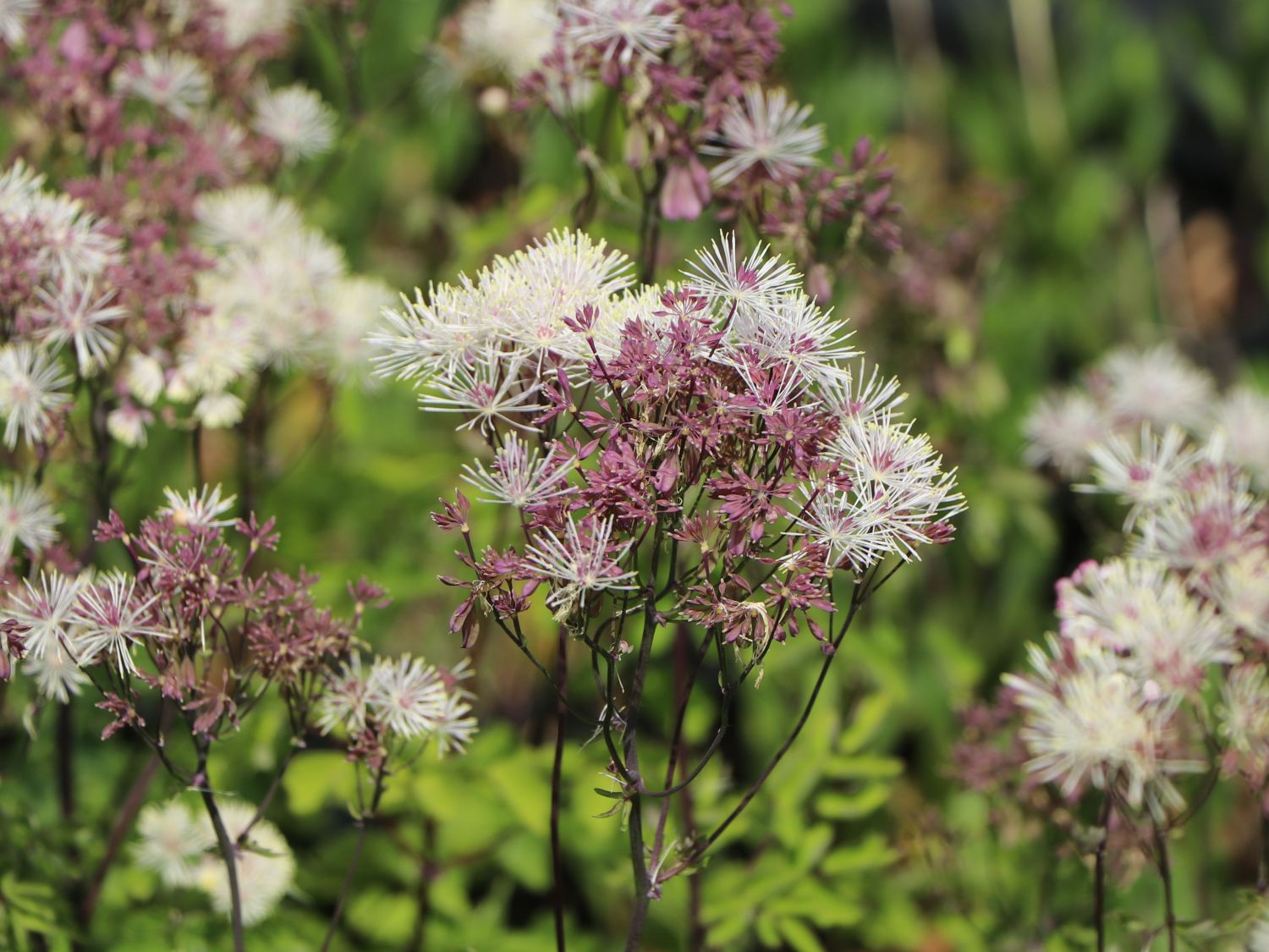 Akeleiblättrige Wiesenraute 'Nimbus White' - Thalictrum aquilegifolium 'Nimbus White'